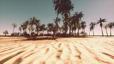 A sandy beach with palm trees and a blue sky Stock Illustration