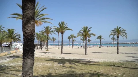 Sandy beach with palm trees Stock Footage 128349916