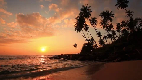 Sandy beach with palm trees at sunset Stock Footage 73565467