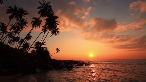 Sandy beach with palm trees at sunset Video stock 80445694