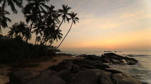 Sandy beach with palm trees at sunset Stock Footage 106804331