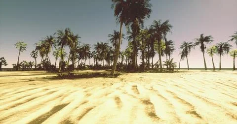 Sandy beach with palm trees under clear sky near the ocean on a sunny day Stock Illustration