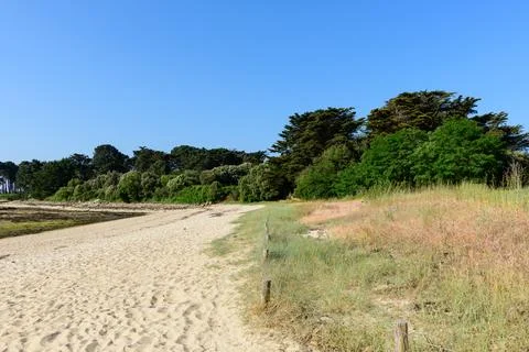 Sandy beach path bordered by lush coastal trees Stock Photos