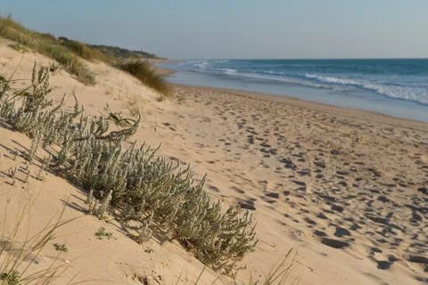 Sandy beach Stock Photos