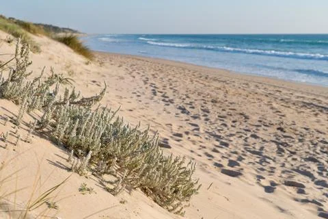 Sandy beach Stock Photos