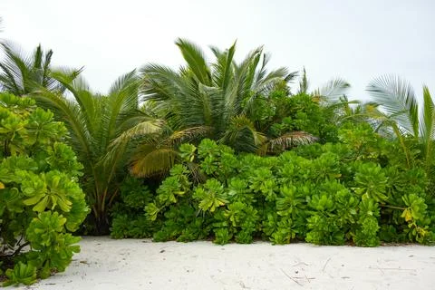 Sandy beach Stock Photos