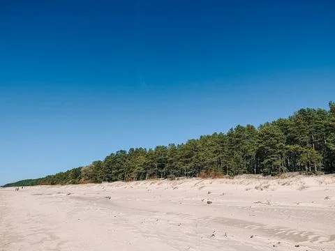 Sandy Beach with Pine Forest Under Clear Blue Sky Stock Photos