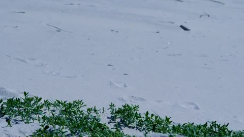 Sandy beach with plants for background use Stockbeeldmateriaal 317125014