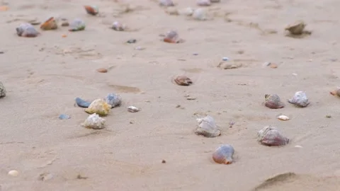 Sandy beach with rapan shells and a conch shell. Stock Footage 101616180