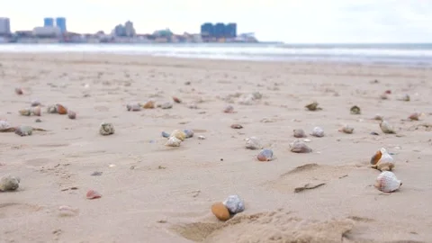 Sandy beach with rapan shells and a conch shell. Sea and town on background. Stock Footage 104126552