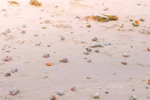 Sandy beach with rapan shells and a conch shell. Stock Photos