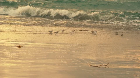 Sandy beach with Sanderlings playing in water. Silly birds running from waves. Видео 106848064