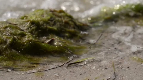 Sandy beach with sea grass Stock Footage 76265883