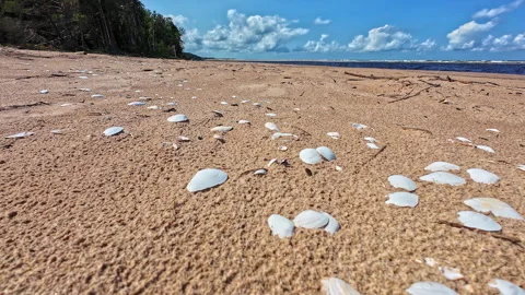 Sandy Beach with Seashells Scattered Across Shoreline in Low angle view Stock Footage 291795287