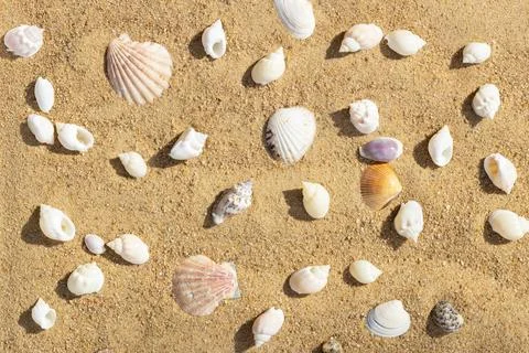 Sandy beach with seashells summer pattern. Sea background with shells.  Stock Photos