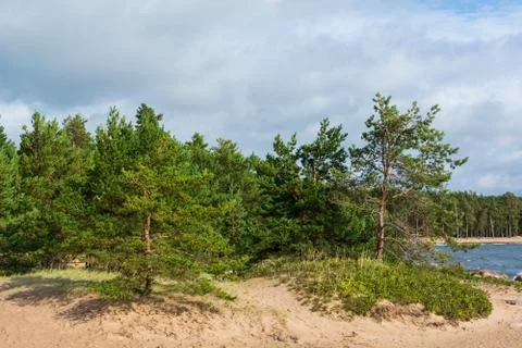 A sandy beach on the seashore with pine trees forest on a hilltop Stock Photos