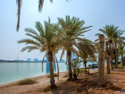 Sandy beach with several date palms trees  in Abu Dhabi Foto stock
