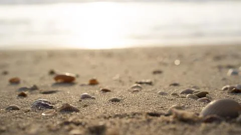 Sandy beach with shells in the sunlight close-up. Stock Photos