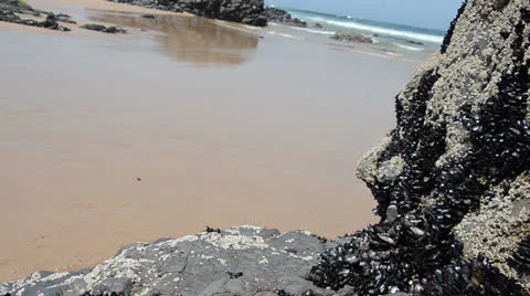 Sandy beach, stone and common mussels Stock Footage 25962500