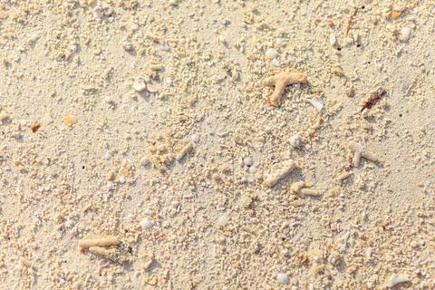 Sandy beach texture with tiny coral and shell pieces Stockfoto's