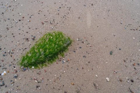 In a sandy beach  there are algae and stones in the middle of the sand Stock Photos