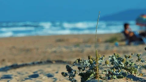 Sandy Beach Thorn on foreground with ocean waves and girls in the background Stock Footage 114443187