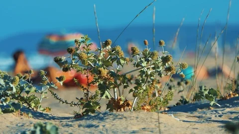 Sandy Beach Thorn on foreground with ocean waves and girls in the background Stock Footage 114443356