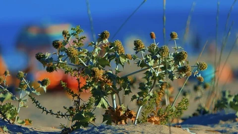 Sandy Beach Thorn on foreground with ocean waves and girls in the background Stock Footage 114443548