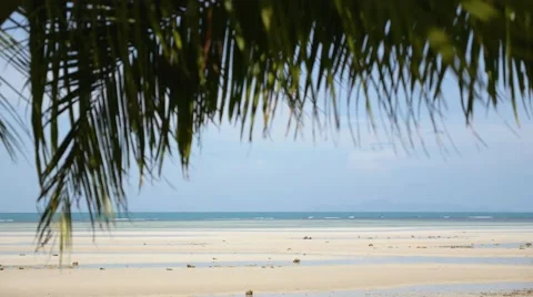 Sandy Beach through Palm Leaves. Video stock 40671388