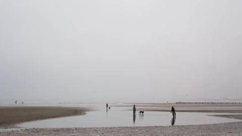 Sandy Beach With Unrecognizable People Walking in Shallow Water With Dogs Stock Footage 245284423
