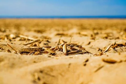 Sandy beach, yellow sand, Stock Photos