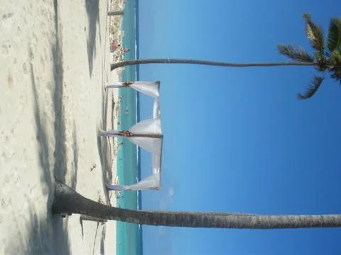 Sandy Beaches With Palm Trees 写真素材