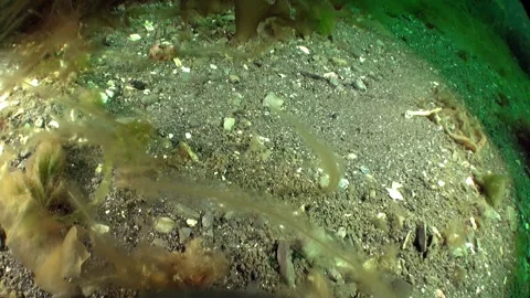 Sandy bottom of Barents Sea leaves no one indifferent. Stock Footage 232798962