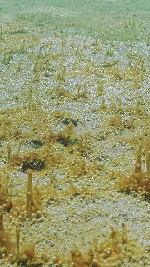 Sandy bottom is covered by huge colony of single-celled, gas-emitting algae Stock Footage 331608340