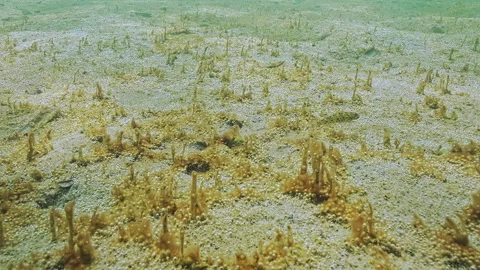 Sandy bottom is covered by huge colony of single-celled, gas-emitting algae Video stock 333595301