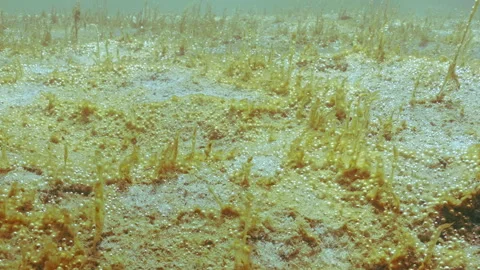 Sandy bottom covered with large colony of single-celled algae with gas bubbles Video stock 333593842