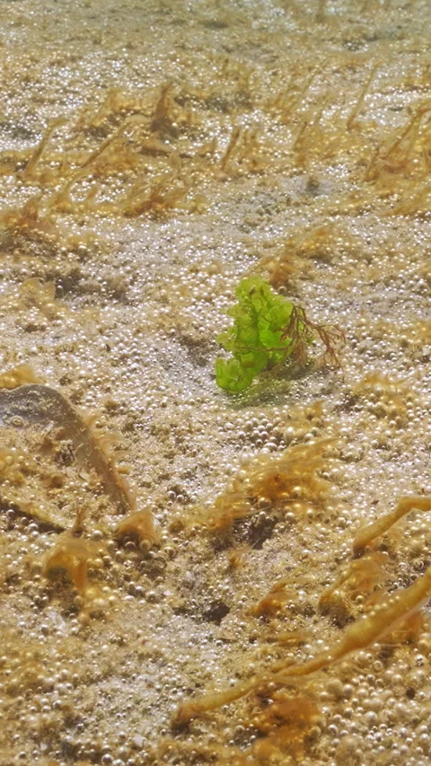 Sandy bottom covers by colonial unicellular algae that releases gas bubbles Stock-Footage 336850600