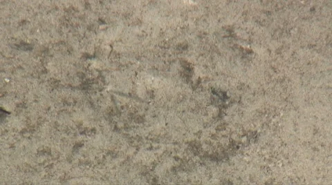Sandy bottom Video stock 7137388