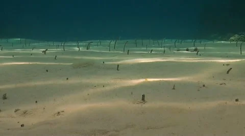Sandy bottom with garden eels Stock Footage 51594610