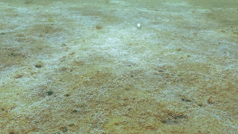Sandy bottom glows in sunlight because of tiny air bubbles covering it. Stock Footage 339367352