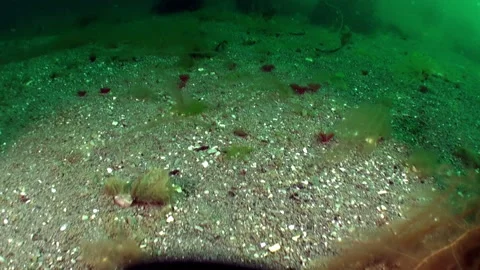 Sandy bottom of Seabed of Barents Sea. Stock Footage 232817979