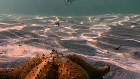 Sandy Bottom Of Starfish Beach In Colon Island, Bocas del Toro Province In Stock-Footage 309518238