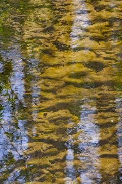 Sandy bottom of stream and reflection in water Stock Photos