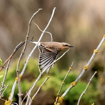 Sandy buff colored wheatear bird extending wings among lichened branches Stock Photos