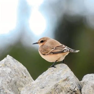 Sandy buff colored wheatear standing on rough stone against natural soft backgro Stock Photos