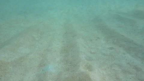 Sandy button and diver swimming in front of the camera Stock Footage 283276730