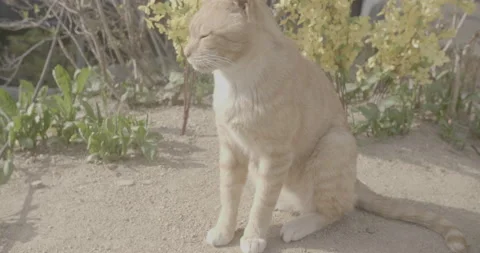 Sandy cat shot 1 Vídeos de archivo 177516768