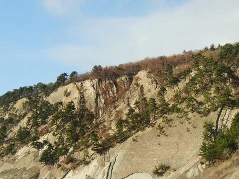 Sandy cliff with pine forest Stock Photos