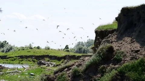 Sandy cliffs near the river,natural habitat of sand-martin-flight of flock Stock Footage