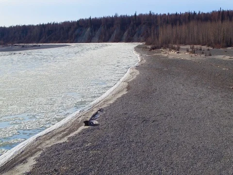 Sandy coast and coniferous trees along the frozen river 스톡 동영상 79656318